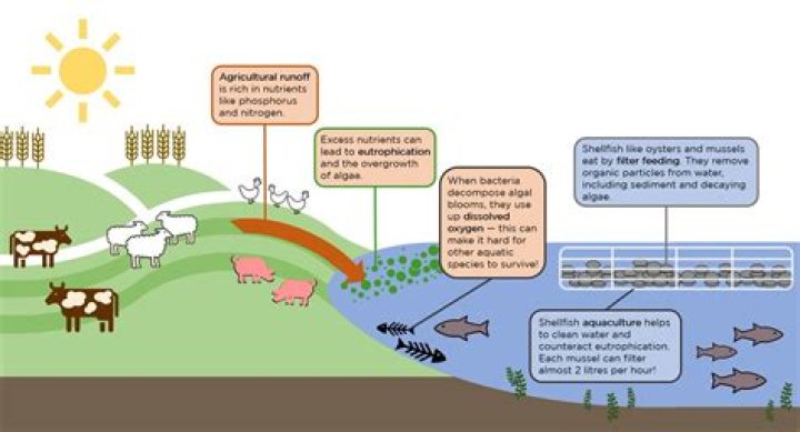 How does agricultural runoff affect human health?