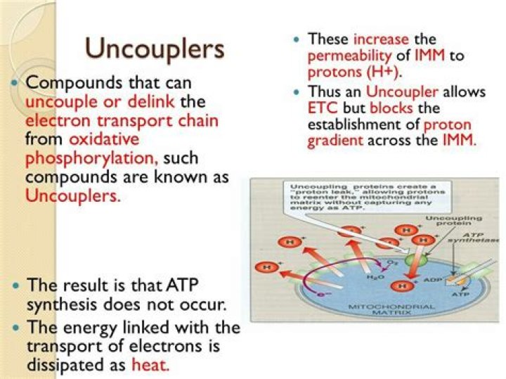 How does an uncoupler work?
