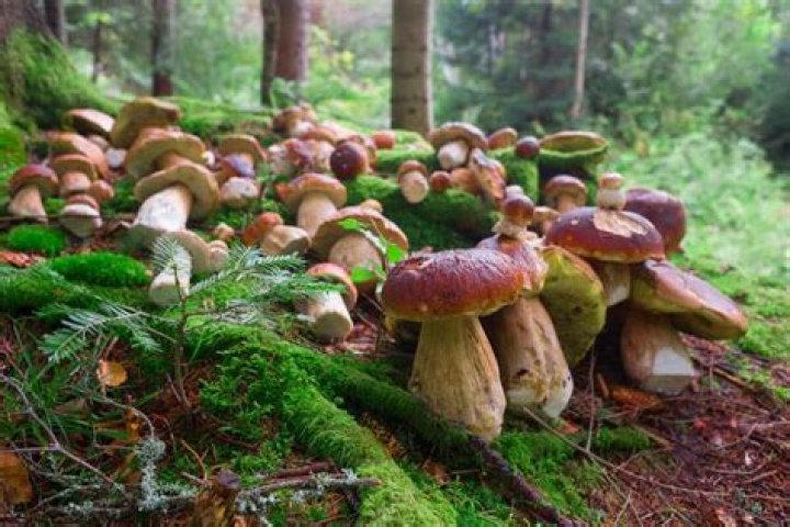 How does Boletus edulis reproduce?