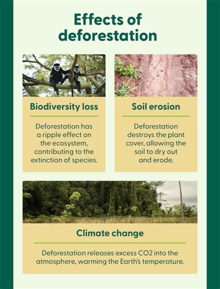 How does deforestation affect the Philippines?