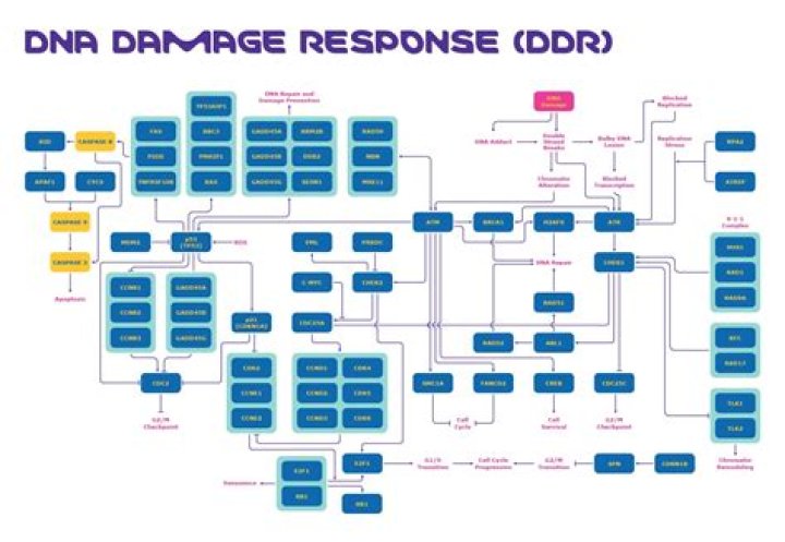 How does DNA damage activate ATM?