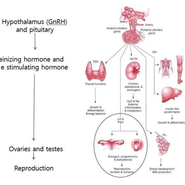 How does GnRH agonist decrease estrogen?