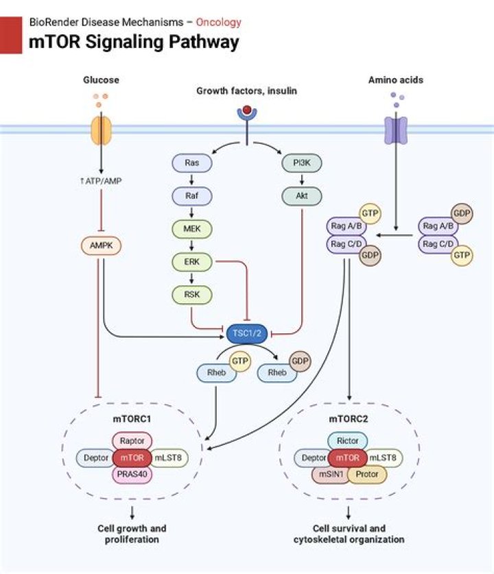 How does mTOR regulate translation?