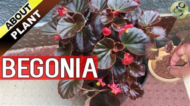 How does the begonia reproduce?