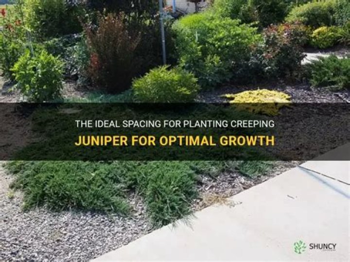 How far apart do you plant junipers?
