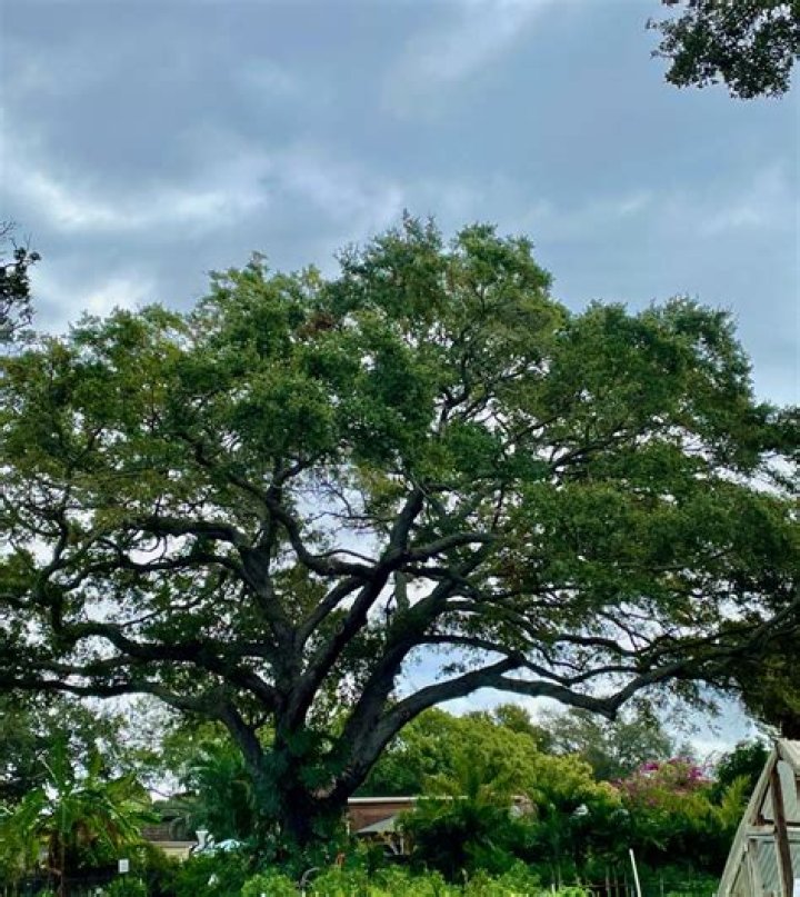 How fast does Quercus virginiana grow?
