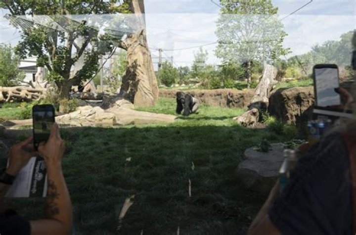 How long are the dinosaurs at Brookfield zoo?