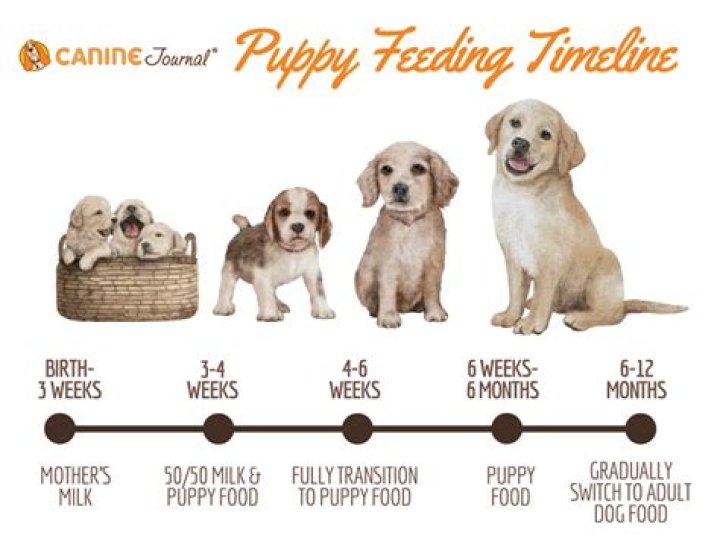How long can 10 day old puppies go without eating?