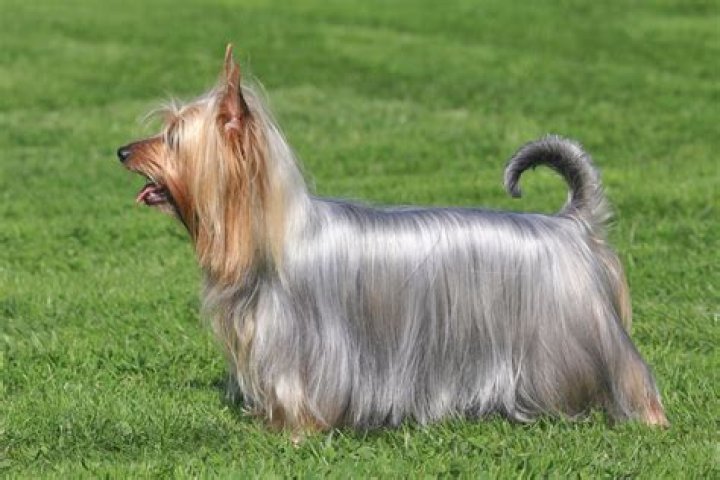 How long do silkies dogs live?