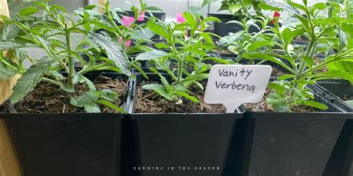 How long does it take to grow Verbena from seed?