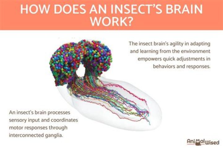 How many brains do insects have?