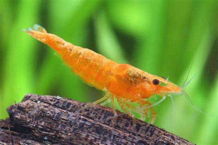 How many kuhli loaches should be kept together?