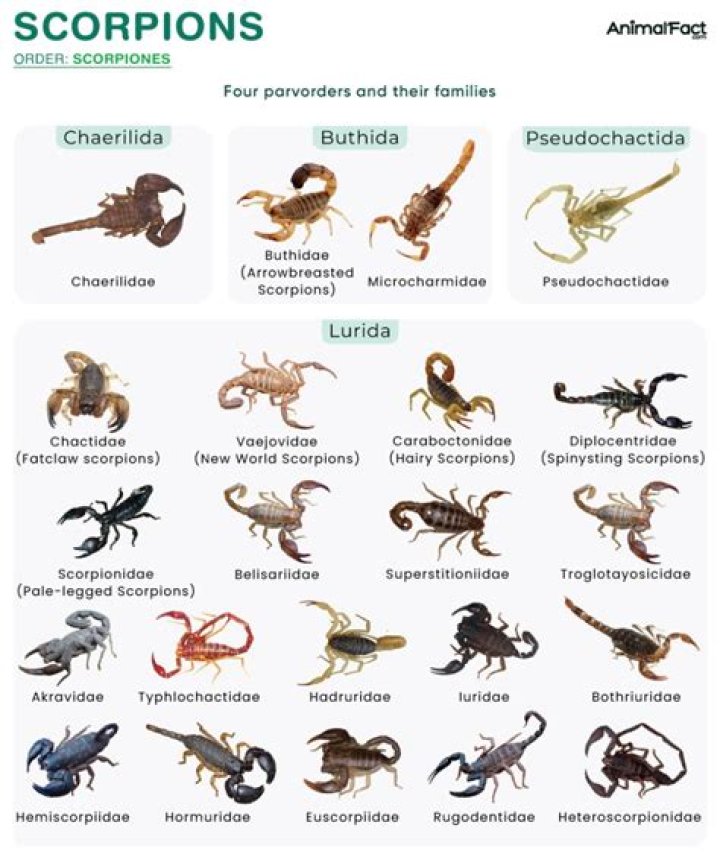 How many species do scorpions have?