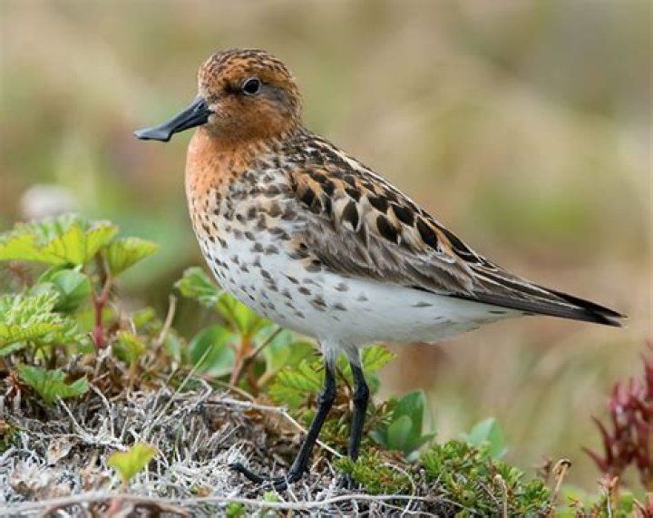How many spoon billed sandpiper are left?