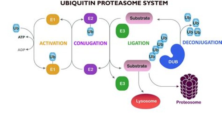 How many types of ubiquitin are there?