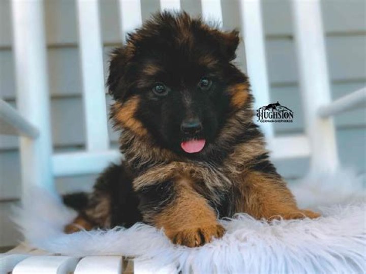 How much are German Shepherd puppies in Michigan?