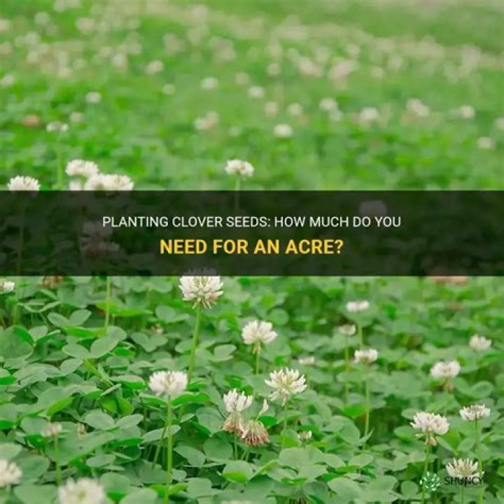How much clover seed do I need for 1 acre?