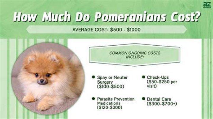 How much do Pomeranian mix cost?