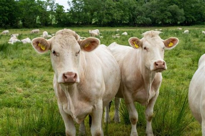 How much does a Charolais calf cost?