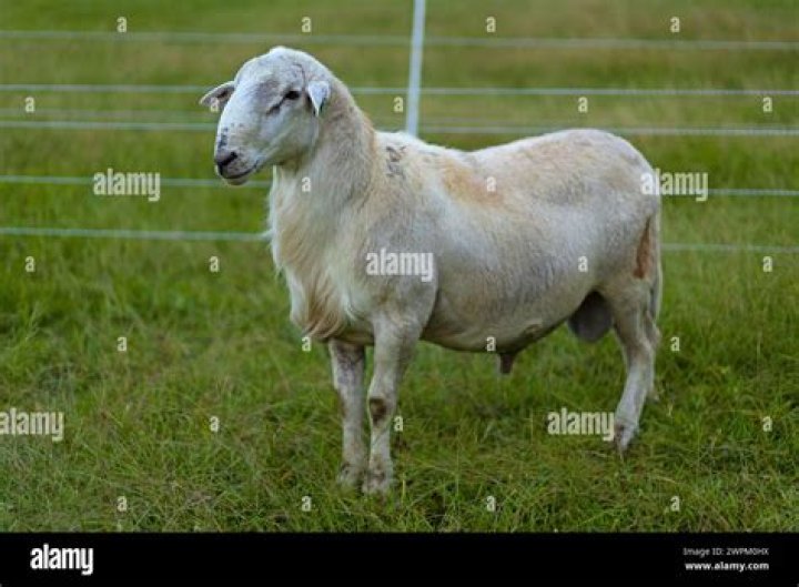 How much does a Katahdin RAM cost?