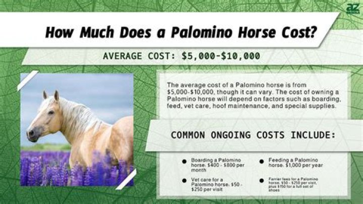 How much does a Quarter Horse palomino cost?