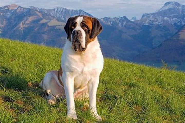 How much does a St Bernard cost in India?