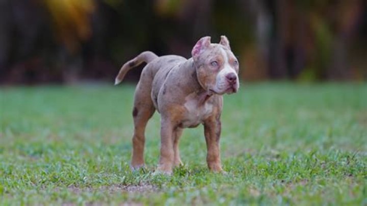How much does a XL American Bully cost?