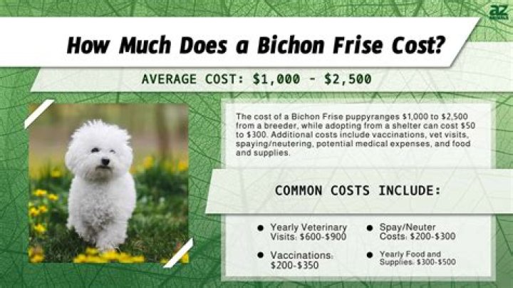 How much does a Yorkie bichon cost?