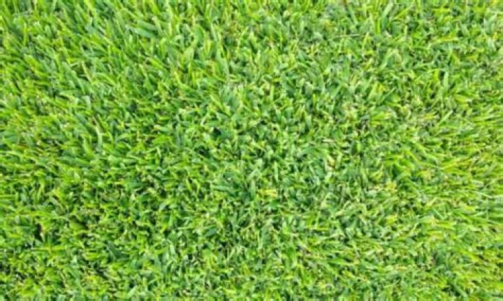How much does buffalo grass cost?