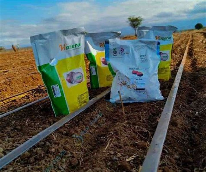 How much is 1kg of onion seeds in Kenya?