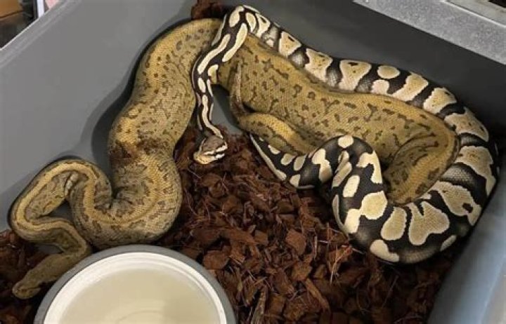 How much is a ball python UK?
