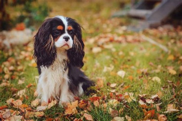 How much is a Cavalier worth?