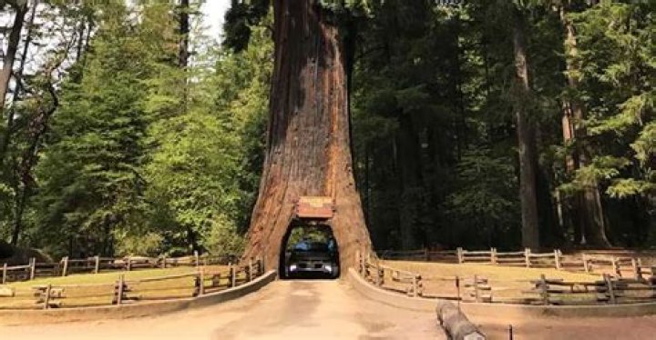 How much is the Redwood drive-in?