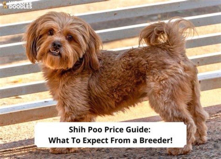How much should a Shihpoo cost?