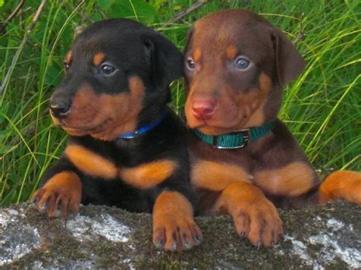 How much should I pay for a Doberman puppy?