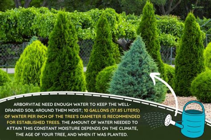 How much water does an arborvitae need?