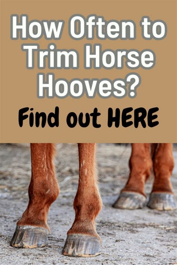 How often do mini horses need their hooves trimmed?