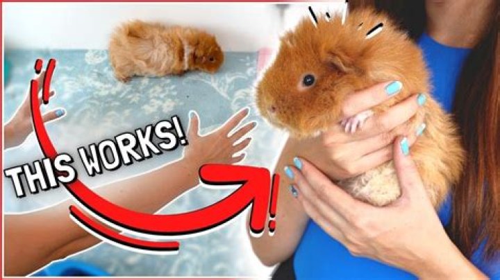 How soon can you pick up baby guinea pigs?