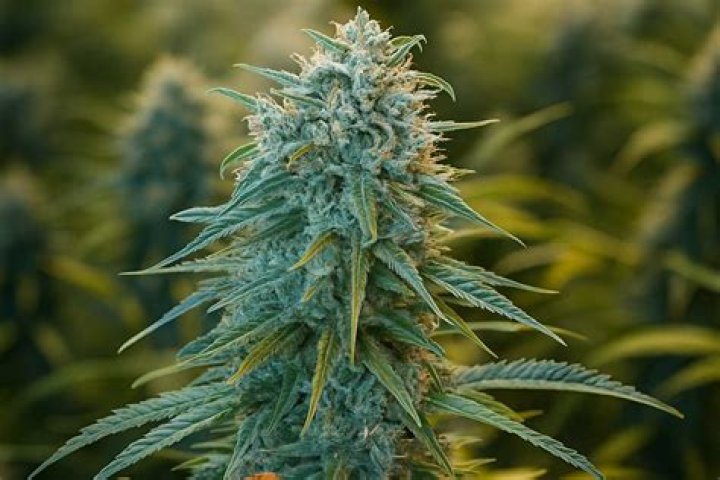 How tall does Blue Dream grow outdoors?