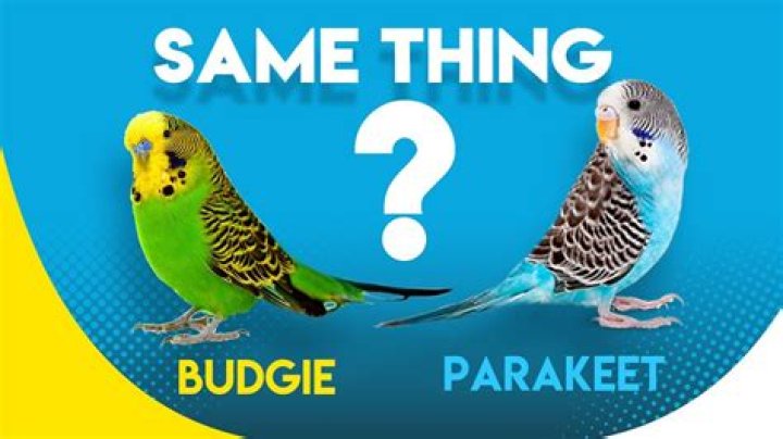 Is a budgie and a parakeet the same thing?