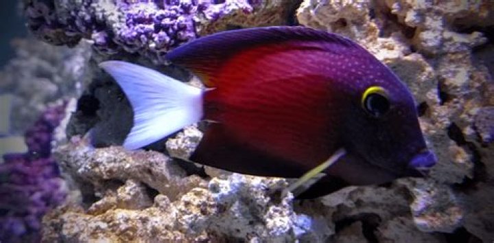 Is a Kole Tang a Bristletooth?