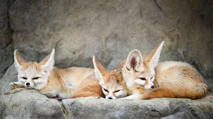 Is a sand Fox a Fennec fox?