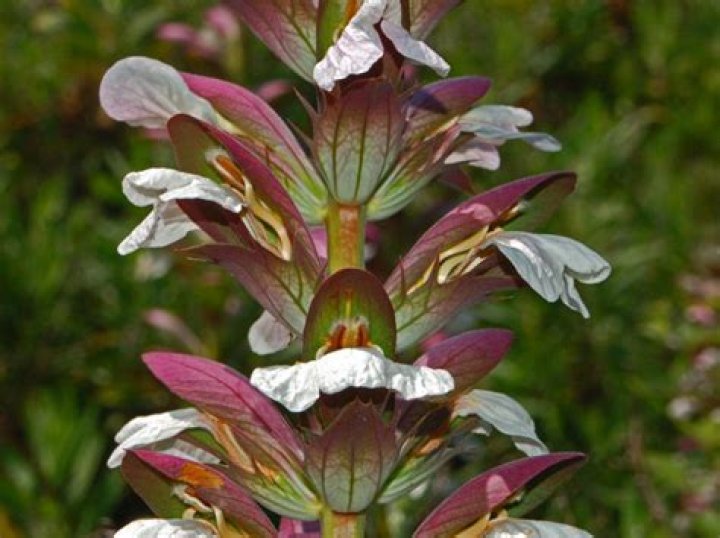 Is Acanthus mollis a perennial?