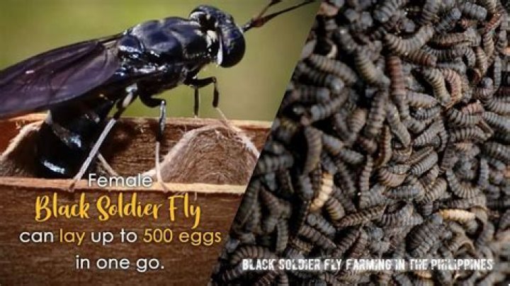 Is black soldier fly farming profitable?
