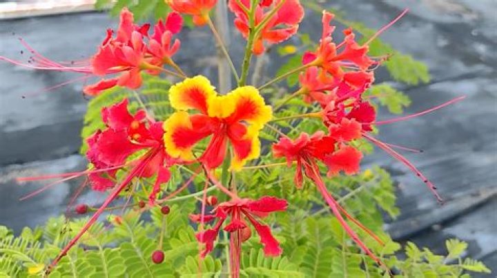 Is caesalpinia pulcherrima poisonous?