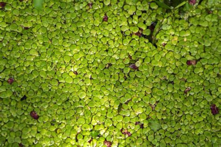 Is duckweed an oxygenating plant?