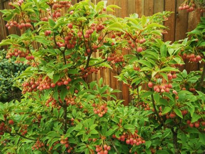 Is enkianthus evergreen?