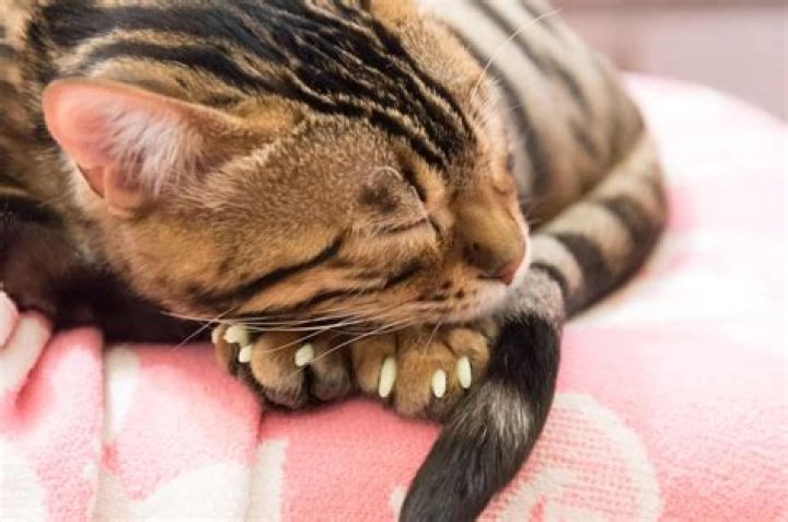 Is it bad to put nail caps on cats?