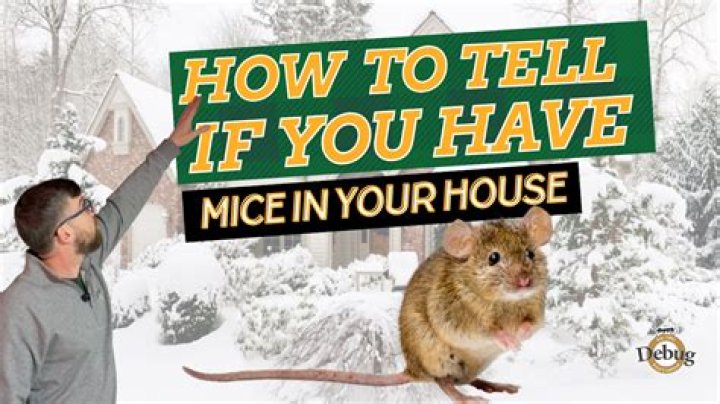 Is it OK to live with mice in your house?