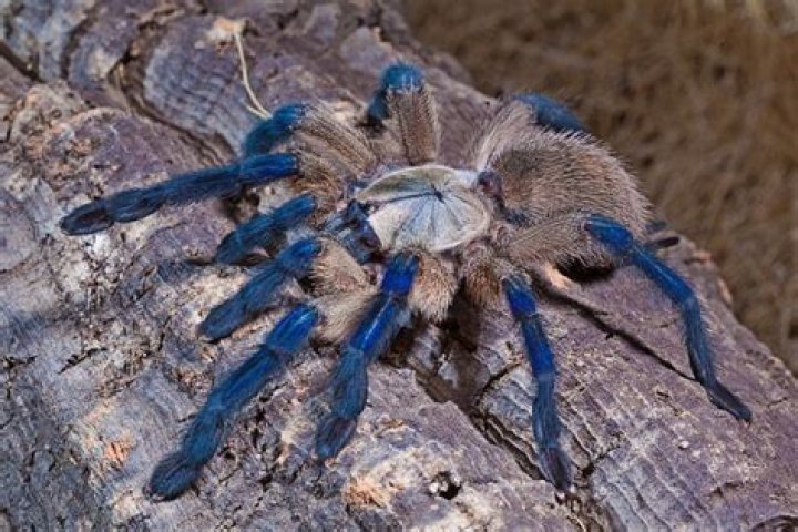 Is Monocentropus balfouri poisonous?
